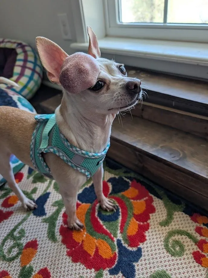 Calliope thumbnail 4