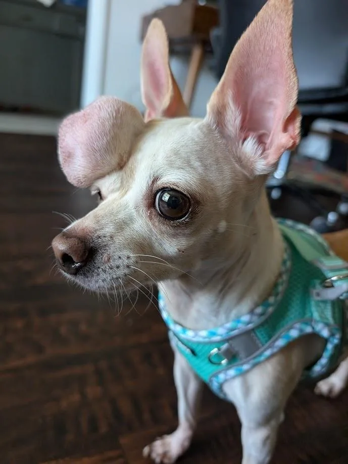 Calliope thumbnail 5