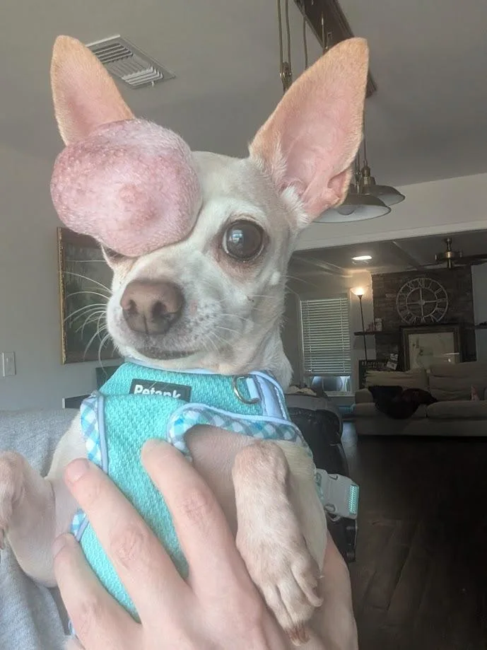 Calliope thumbnail 6