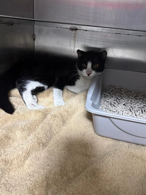 An adult medium-sized female Domestic Short Hair cat named Biscuits for adoption in Conroe, TX