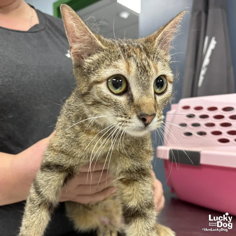 Chex Mix thumbnail 2