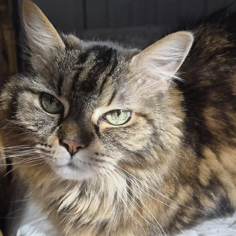 A senior medium-sized female Domestic Long Hair cat named Posy for adoption in Winston Salem, NC