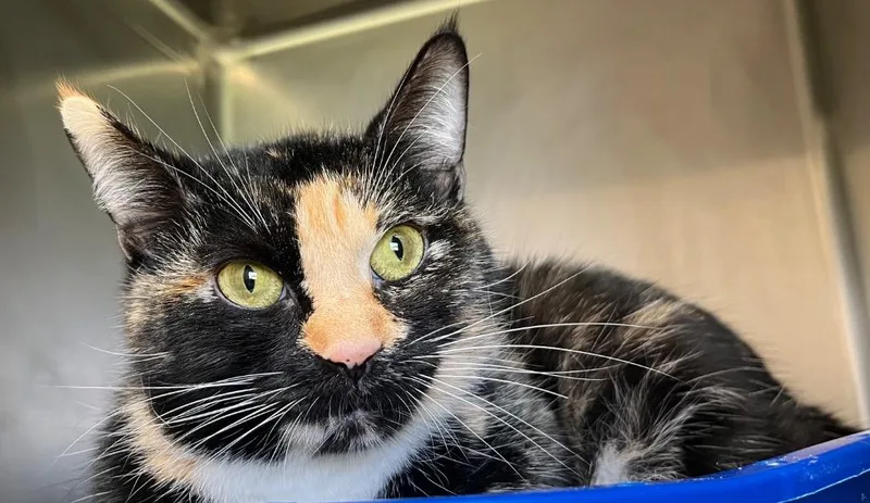 An adult medium-sized female Domestic Short Hair cat named Mona for adoption in Lima, OH