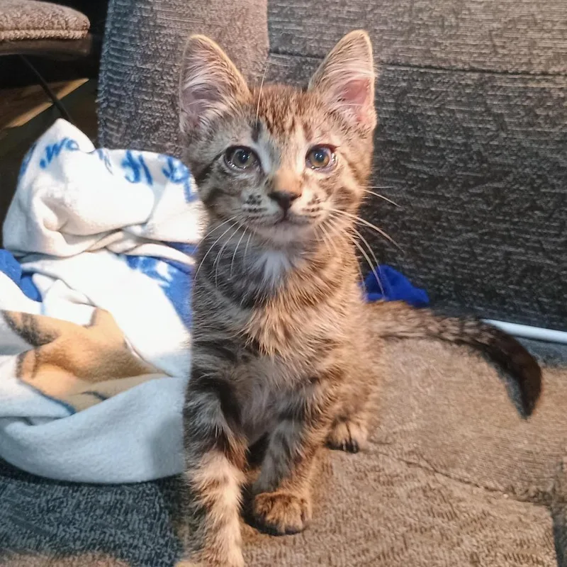 A baby small-sized male Domestic Short Hair cat named Sprout for adoption in Farmington, MN