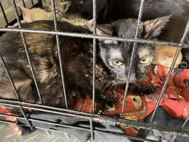 A young small-sized female Domestic Short Hair cat named Kate for adoption in Dallas, TX