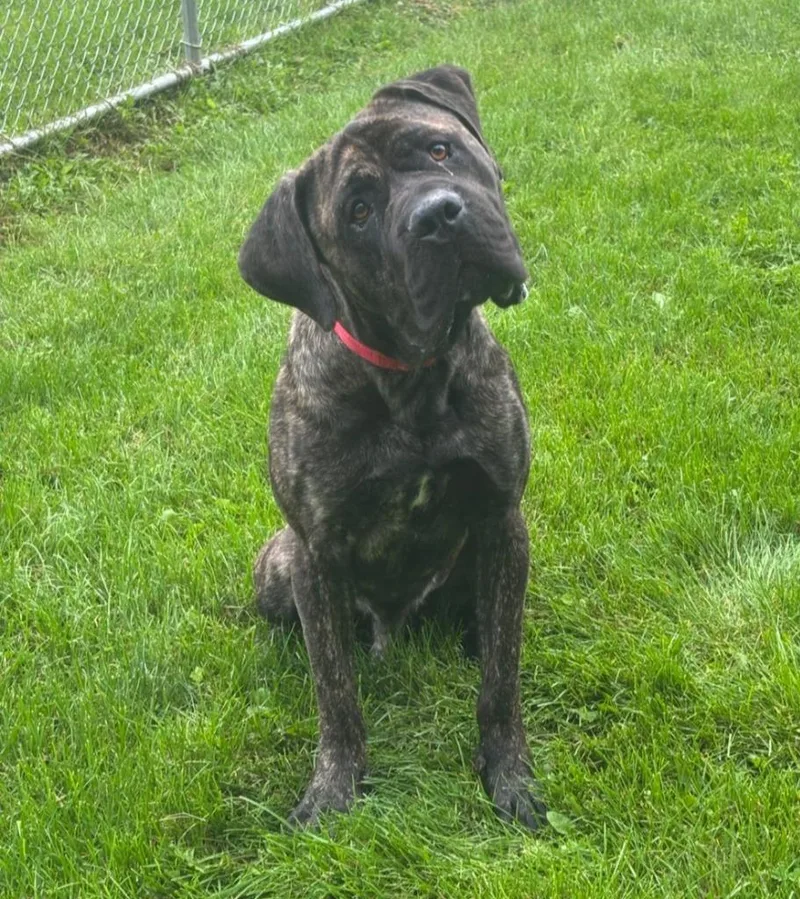 A young extra large-sized male Mastiff dog named Leviticus for adoption in Viroqua, WI