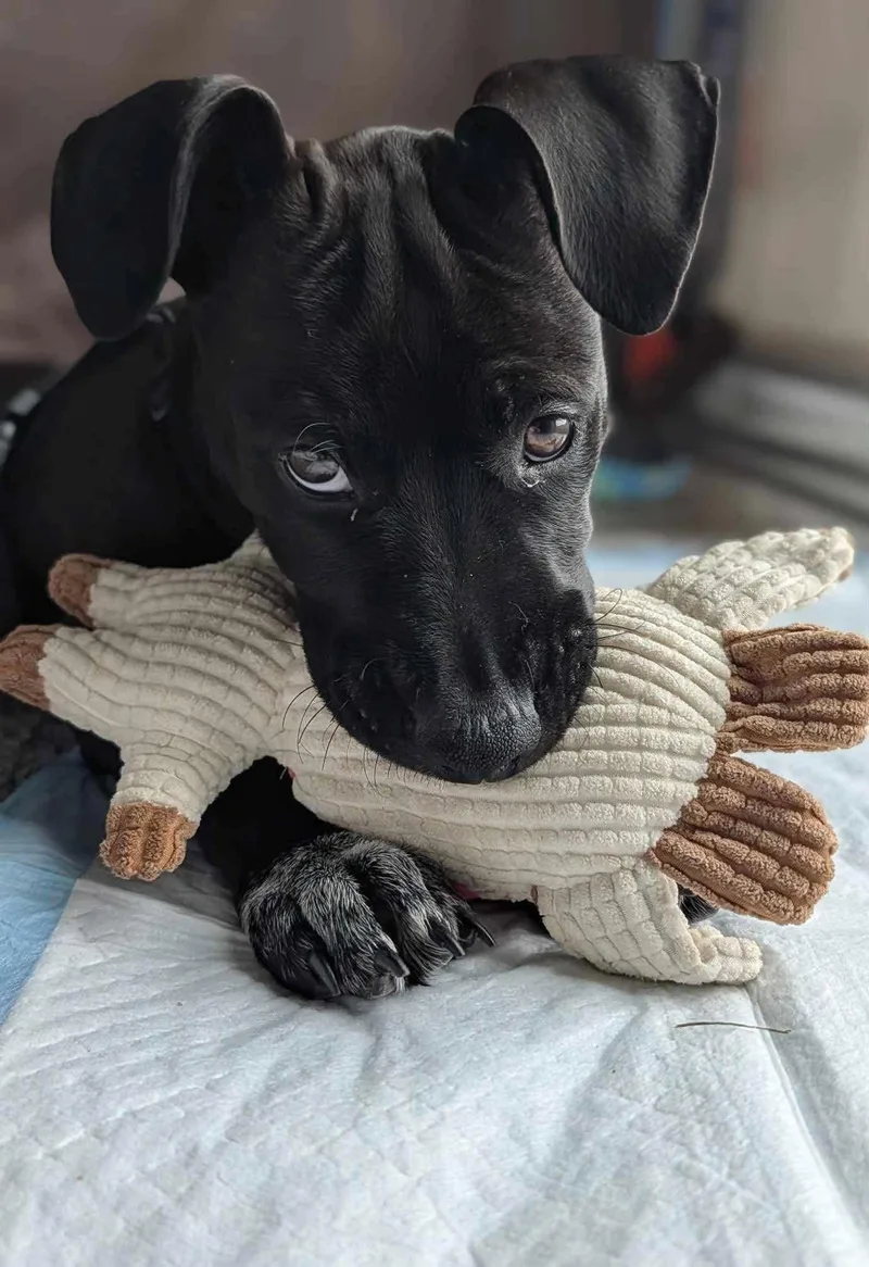 A baby medium-sized male Black Mixed Breed dog named Temur for adoption in Ronkonkoma, NY
