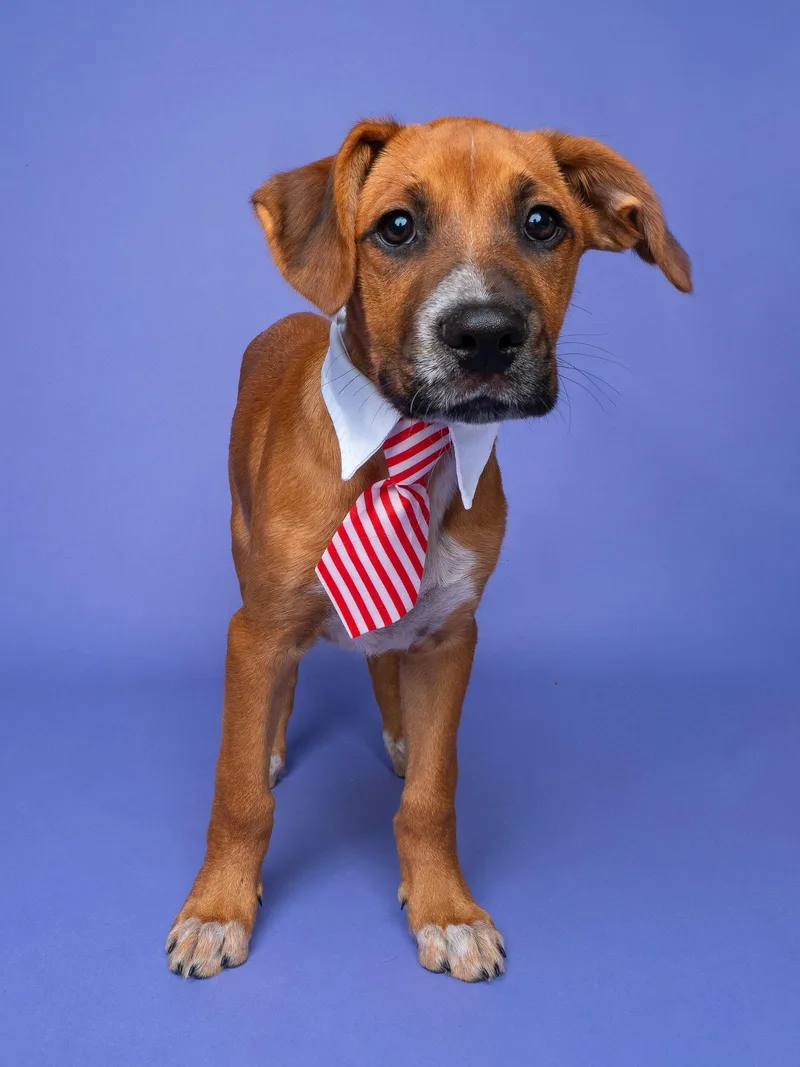 Fair: Bumper Car thumbnail 2