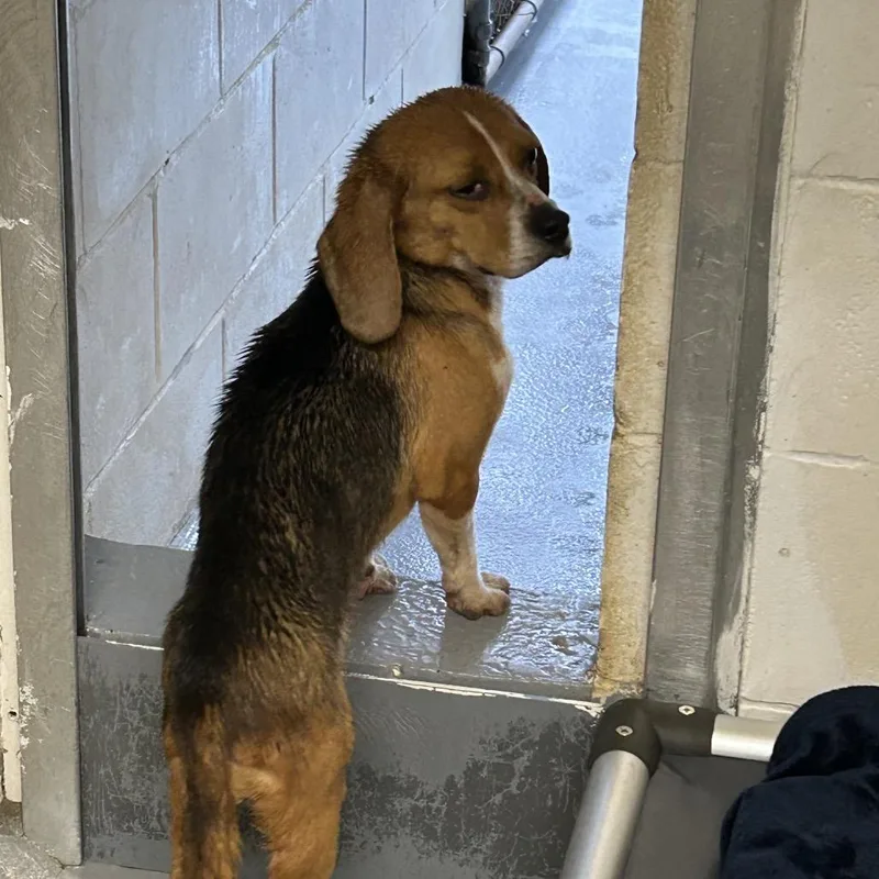 An adult medium-sized female Brown / Chocolate Beagle dog named Delilah for adoption in Morganton, NC