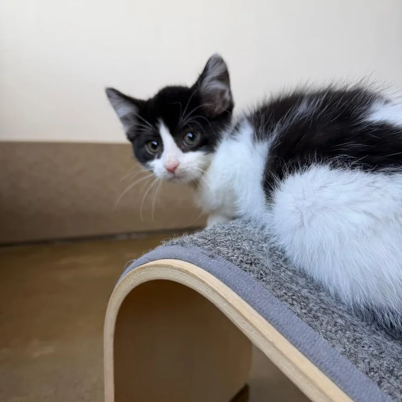 A baby small-sized female Black Domestic Short Hair cat named Panda for adoption in Green Bay, WI