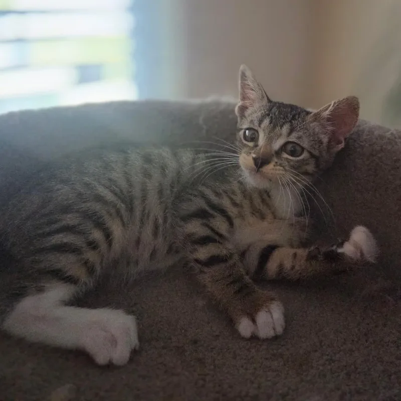 A baby small-sized male Tabby (Brown / Chocolate) Domestic Short Hair cat named Miles for adoption in Antioch, CA