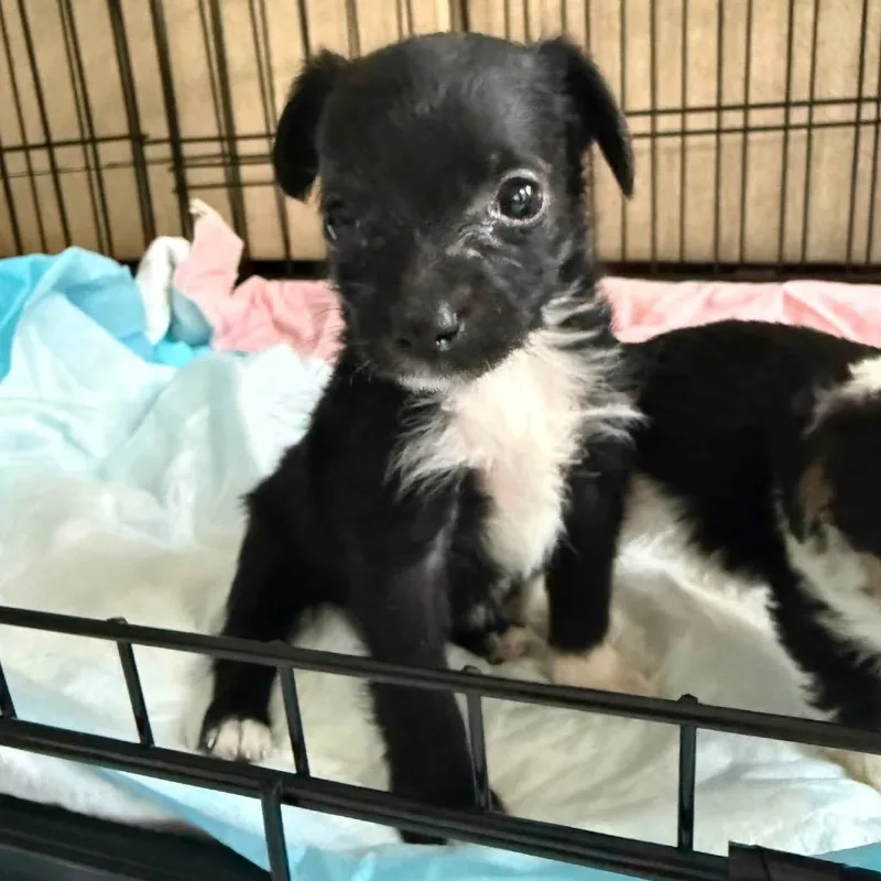 A baby small-sized male Black Terrier dog named Fuji for adoption in Allen, TX