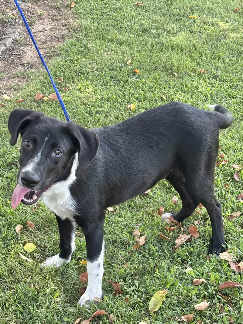 A young medium-sized male Collie dog named Teddy for adoption in Manchester, CT