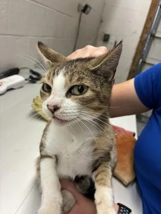 An adult small-sized female Domestic Short Hair cat named Six for adoption in Gainesville, FL