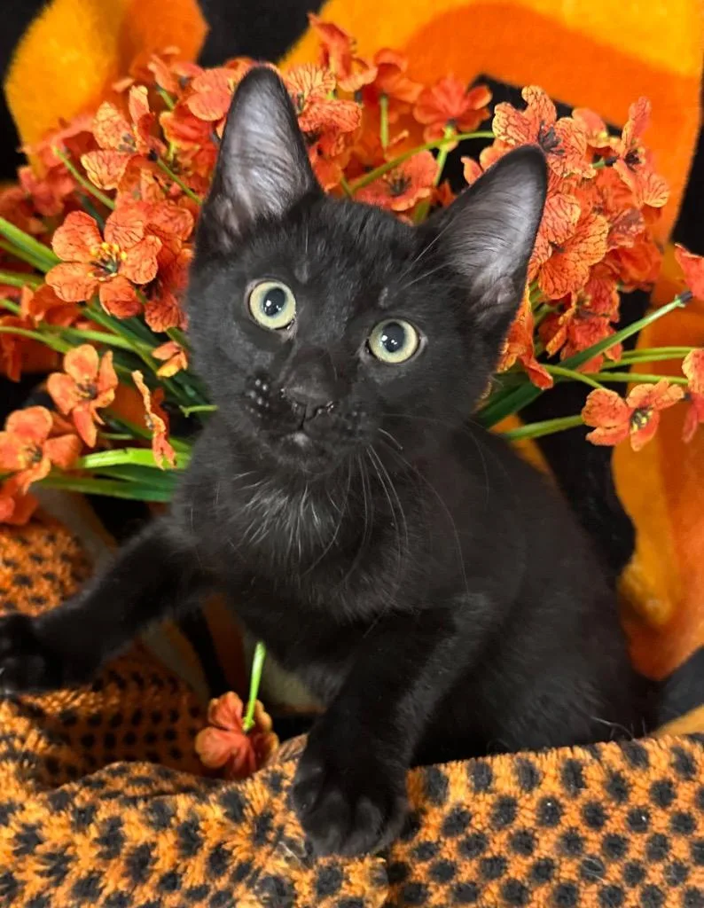 A baby small-sized male Domestic Short Hair cat named Sleepy for adoption in Stillwater, OK