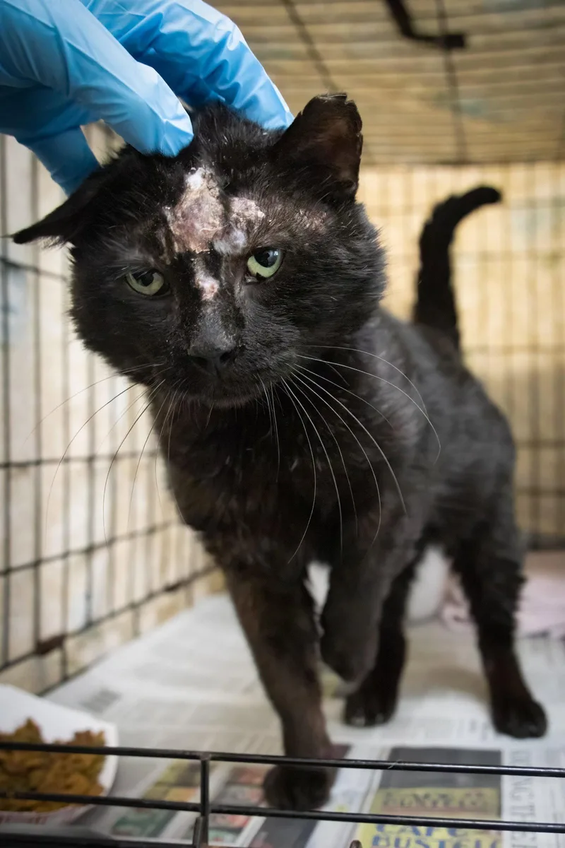 An adult medium-sized male Black Domestic Short Hair cat named Helmet for adoption in Greenville, DE