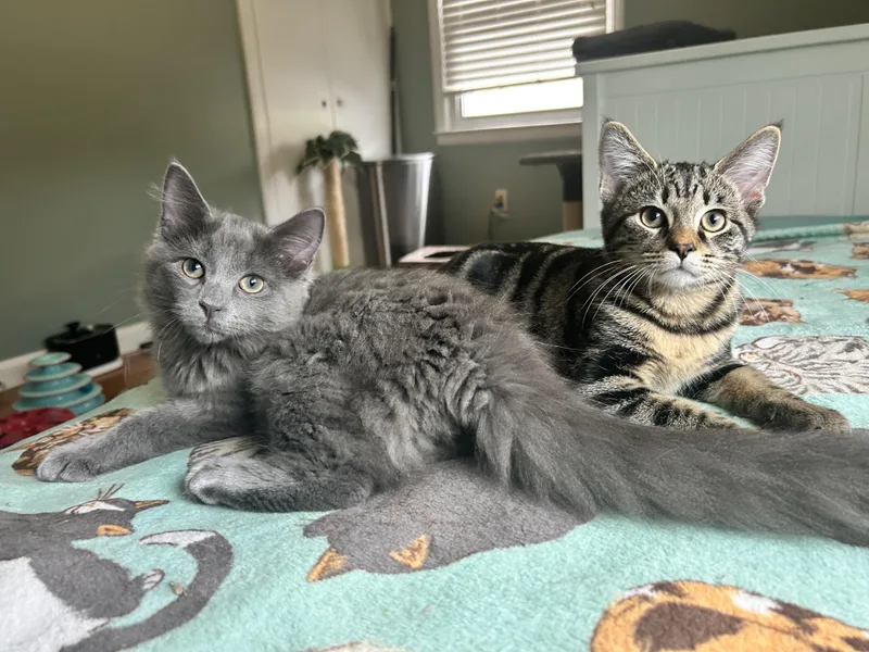 A baby medium-sized female Gray / Blue / Silver Domestic Long Hair cat named Jade for adoption in Pittsburgh, PA