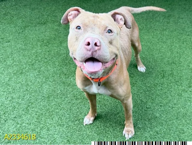A young large-sized male Mixed Breed dog named Jiminy Cricket for adoption in West Palm Beach, FL