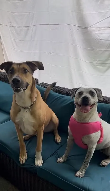 An adult medium-sized female English Pointer dog named Peppa for adoption in Tyler, TX