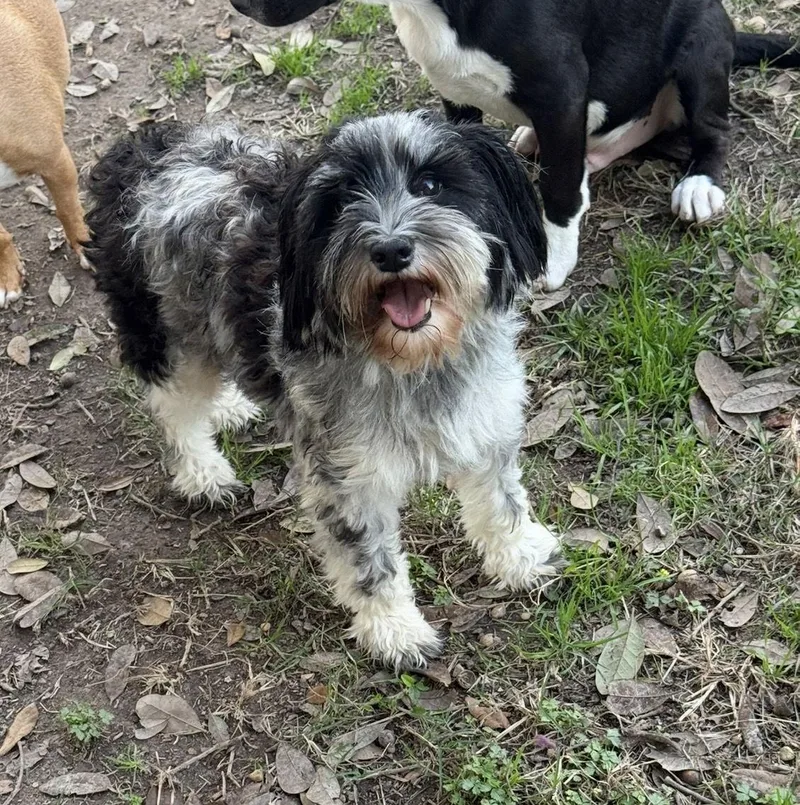 Mercedes Tiny Princess