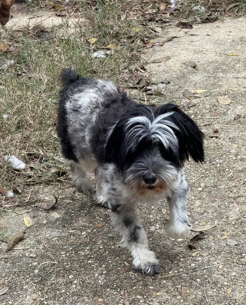 Mercedes Tiny Princess thumbnail 2