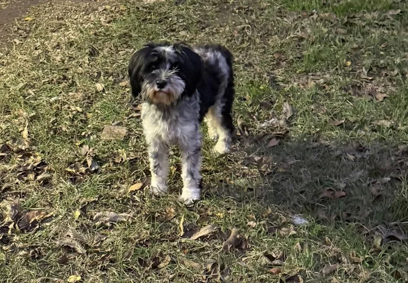 Mercedes Tiny Princess thumbnail 3