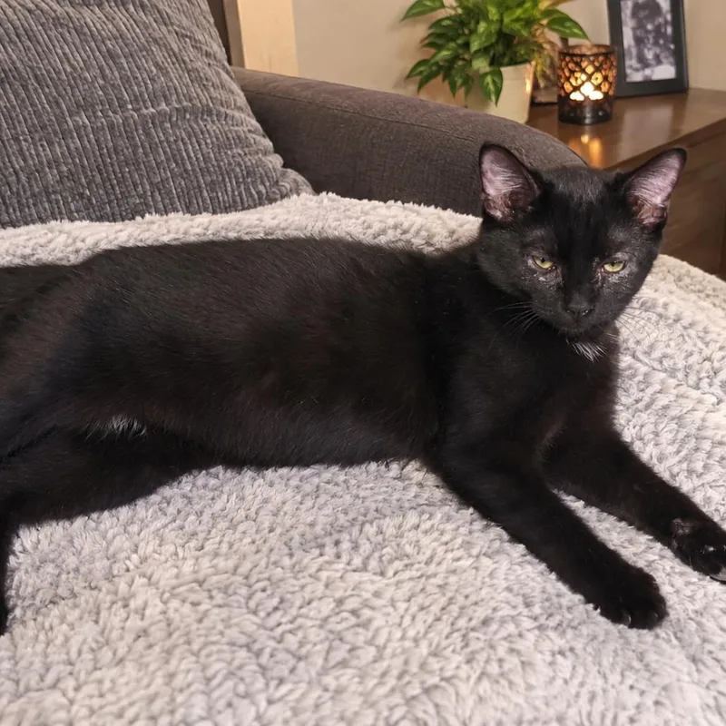 A baby small-sized female Domestic Short Hair cat named Wednesday for adoption in Eufaula, AL