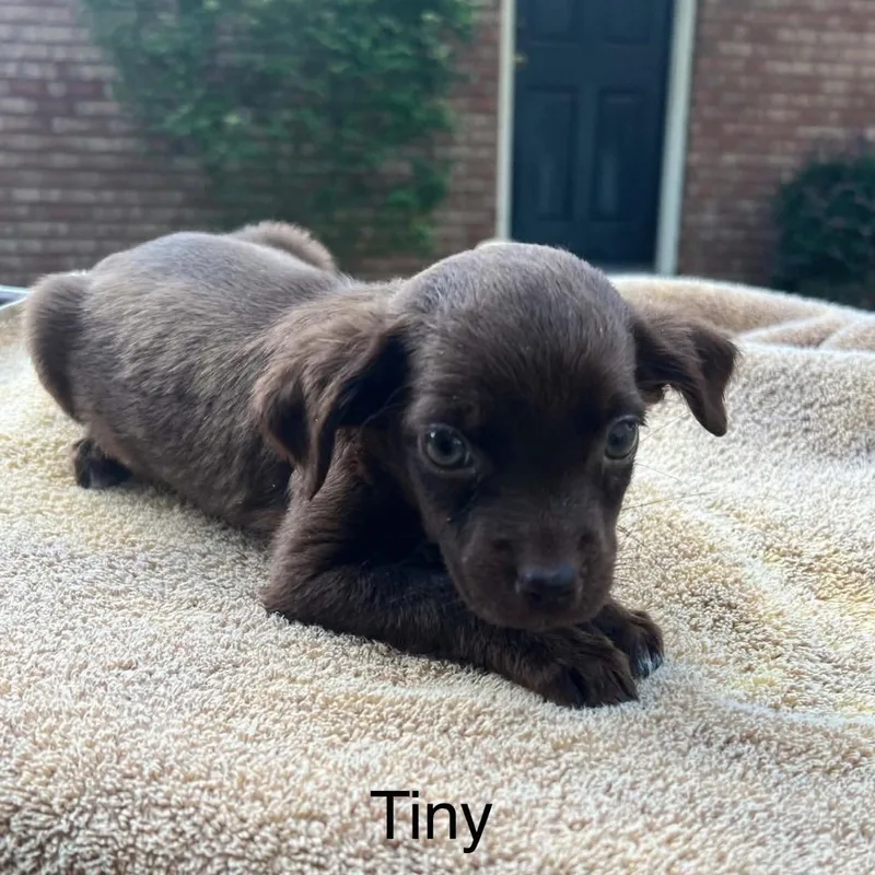 A baby medium-sized female Brown / Chocolate Spaniel dog named Tiny for adoption in Hamilton , NJ