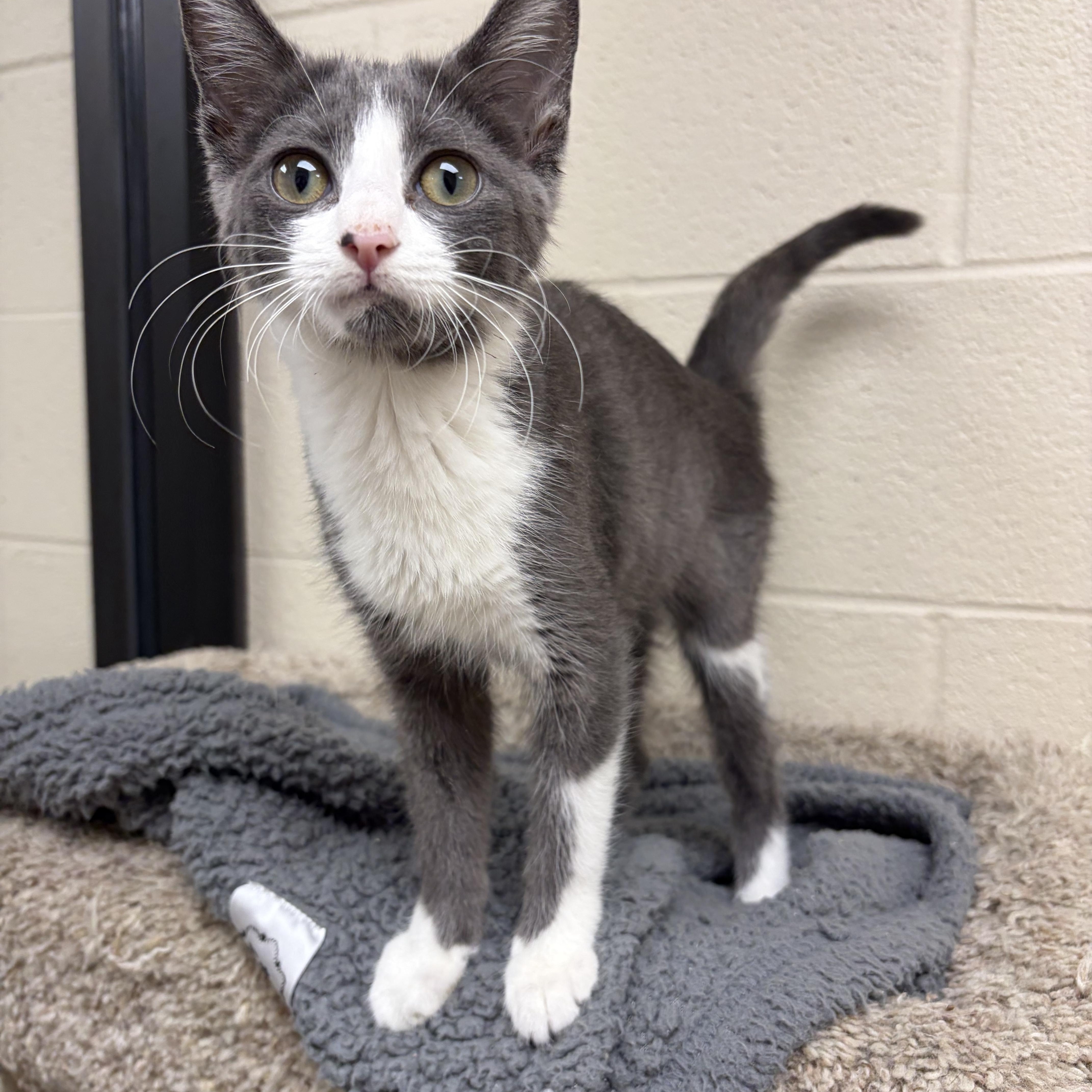 A young medium-sized female Gray / Blue / Silver Domestic Short Hair cat named Cantaloupe for adoption in Valparaiso, IN