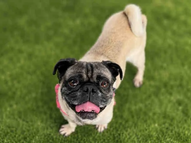 Mochi