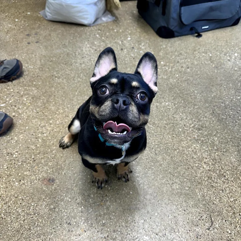 A young medium-sized male Black French Bulldog dog named Mylo for adoption in Skokie, IL
