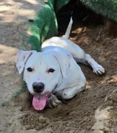 A young medium-sized male White / Cream Labrador Retriever dog named Parker for adoption in Boulder, CO