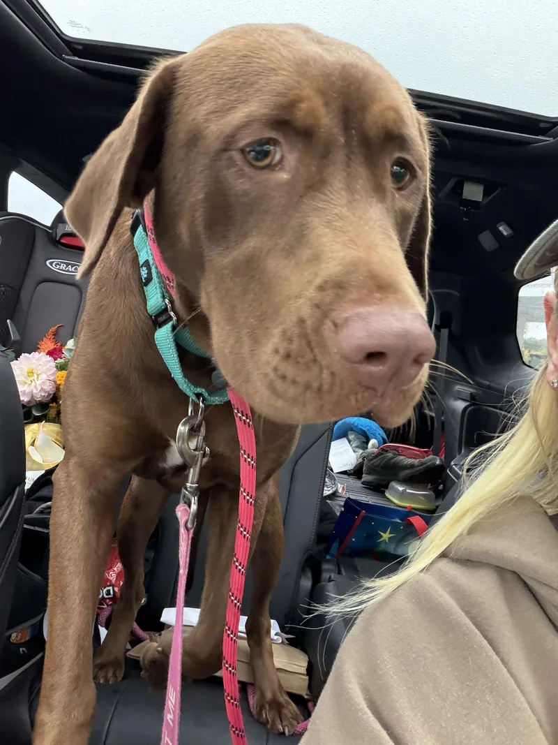 A young large-sized female Brown / Chocolate Chocolate Labrador Retriever dog named Reece for adoption in Avondale, PA
