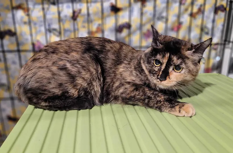 An adult medium-sized female Tortoiseshell Domestic Short Hair cat named Angel for adoption in Florham Park, NJ