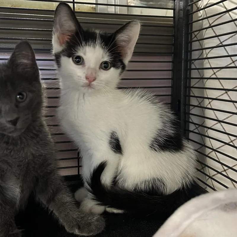 A baby small-sized male Black Domestic Short Hair cat named Robin Hood for adoption in Binghamton, NY