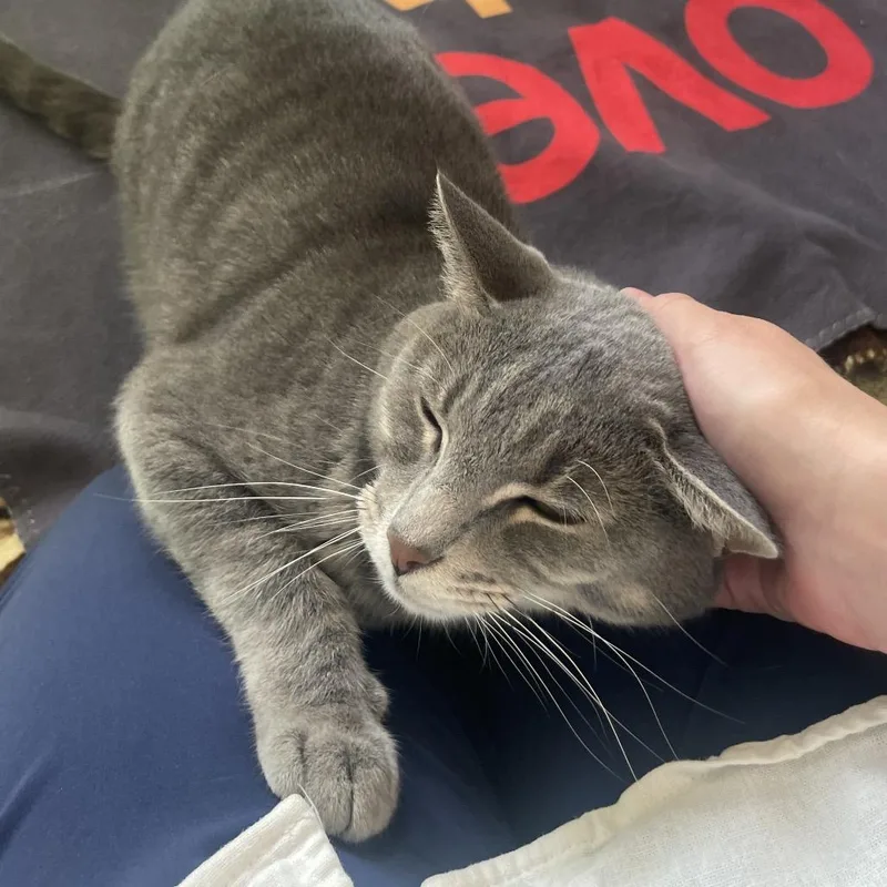 A young large-sized male Gray / Blue / Silver Domestic Short Hair cat named Willard for adoption in Chicago, IL