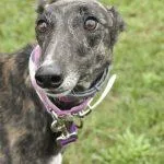 A young medium-sized female Greyhound dog named Arroyo Megan for adoption in grandville, MI