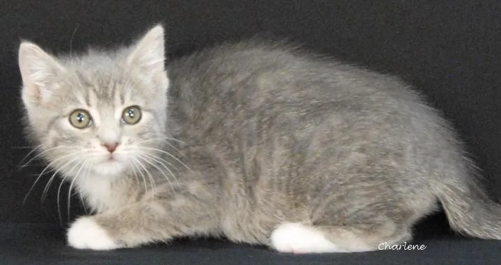 A baby medium-sized female Tabby (Gray / Blue / Silver) Tabby cat named Hic for adoption in Newland, NC
