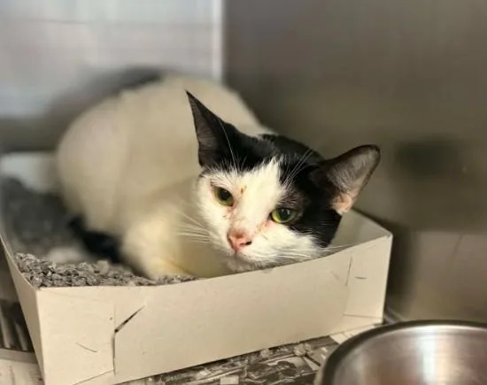 An adult medium-sized female Domestic Medium Hair cat named Hope for adoption in Houston, TX