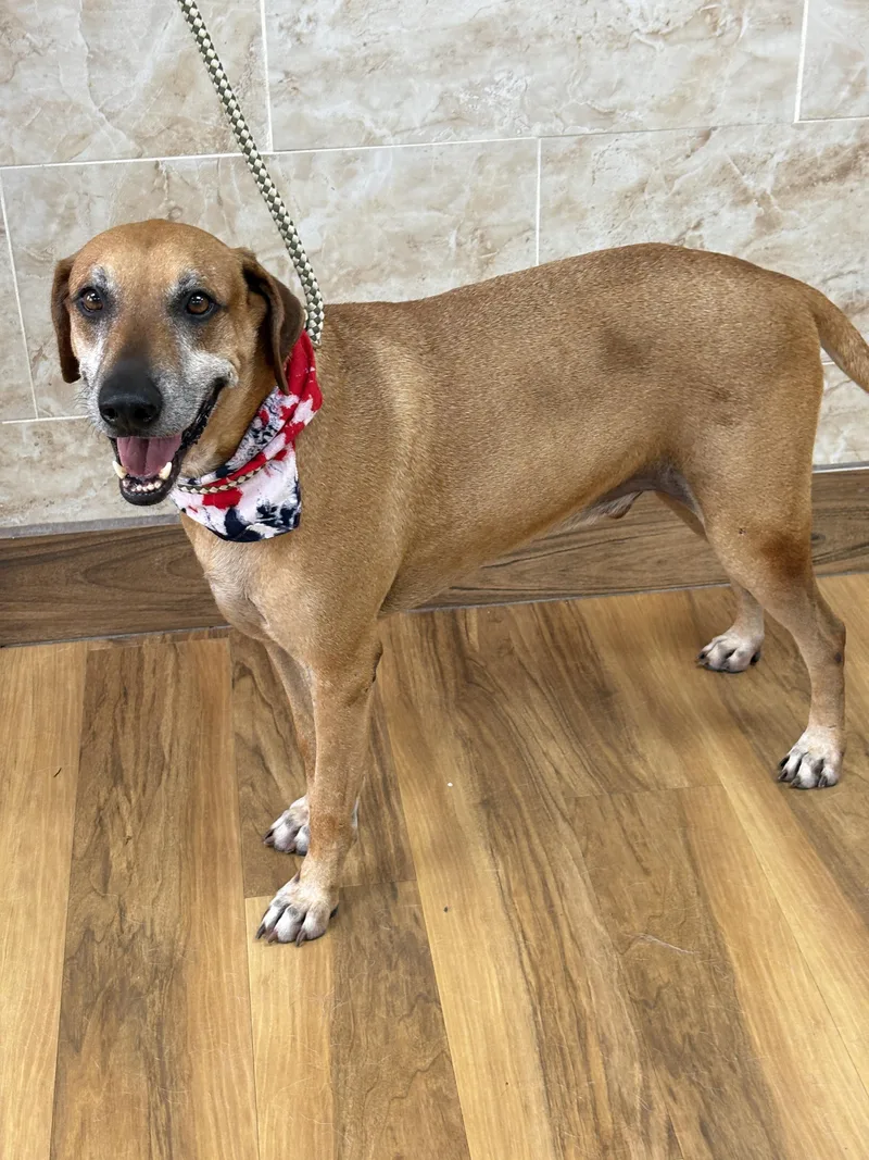 An adult medium-sized male Labrador Retriever dog named BENSON charming boy for adoption in Cypress, TX