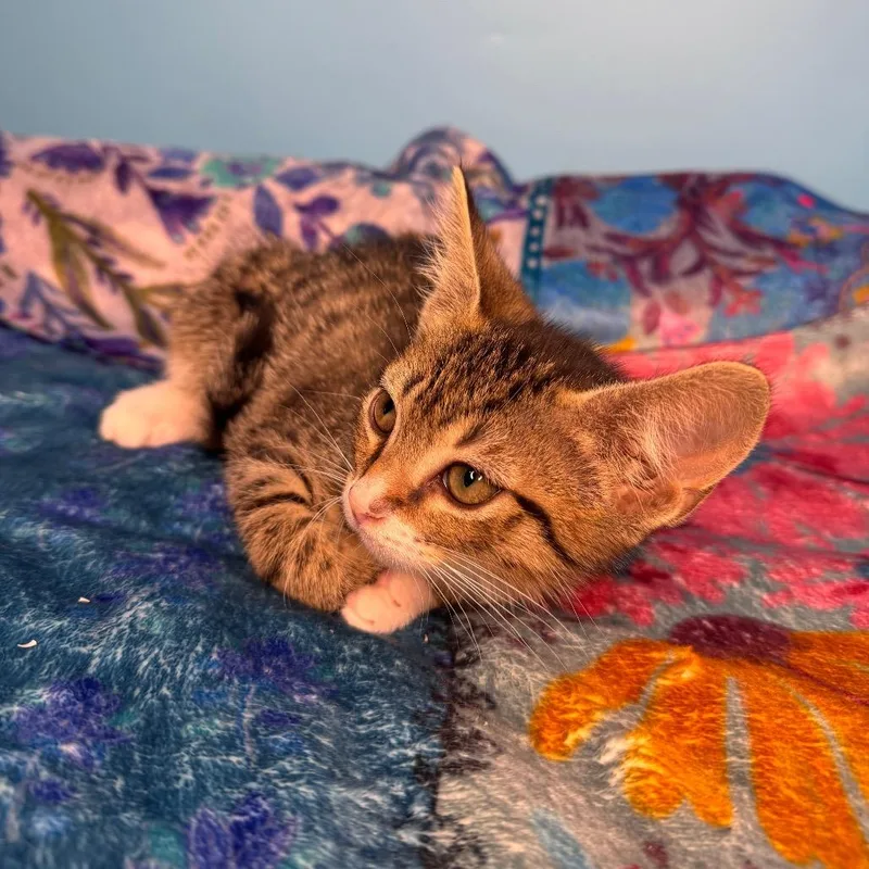 A baby small-sized male Brown / Chocolate Domestic Short Hair cat named Zac Paramore for adoption in San Antonio, TX