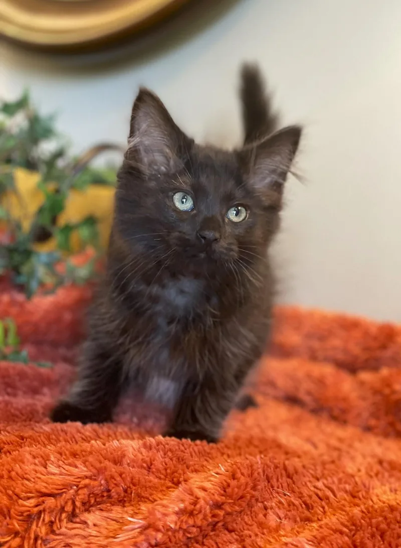 A baby medium-sized male Black Domestic Long Hair cat named Teddy for adoption in Taylor, MI