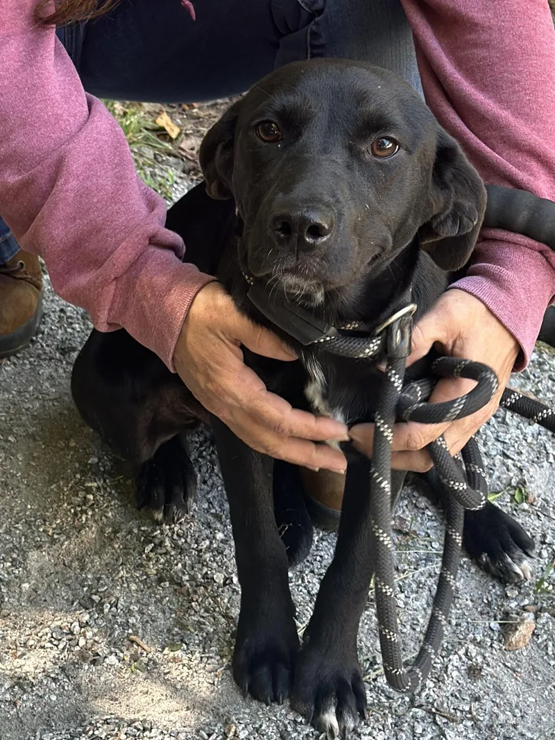 A young medium-sized female Black Terrier dog named Peppercorn for adoption in Meherrin, VA