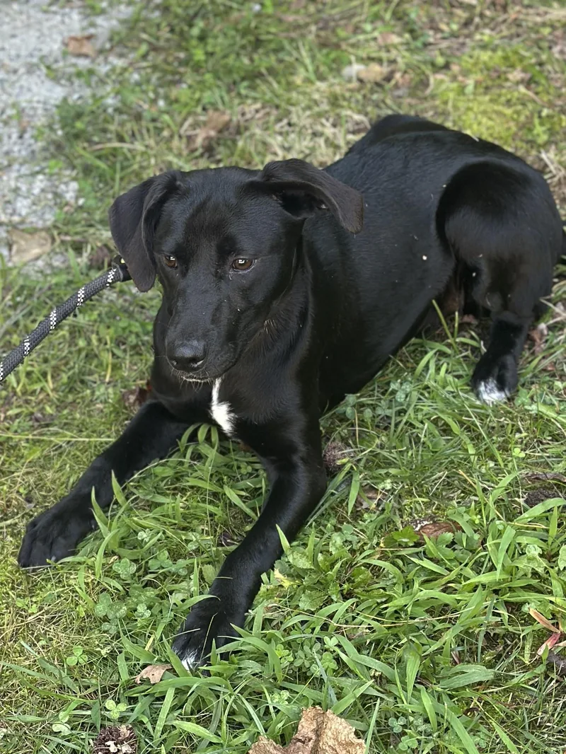 Peppercorn thumbnail 6