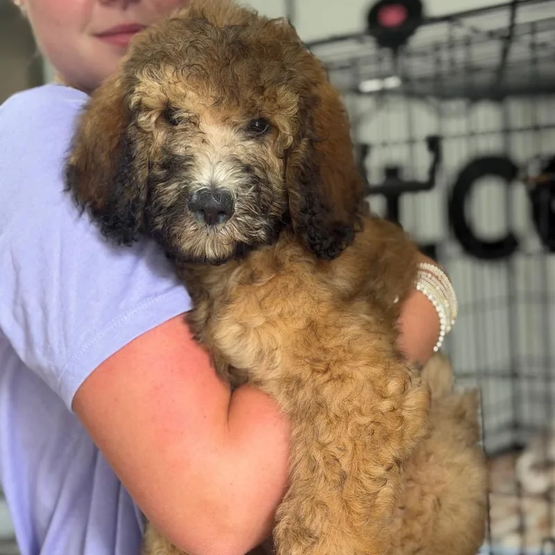 A baby medium-sized male Brown / Chocolate Poodle dog named Beignet for adoption in Brownsboro, AL