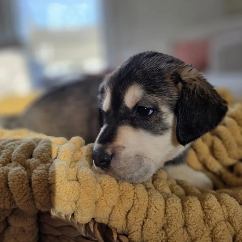 Hawthorne thumbnail 3