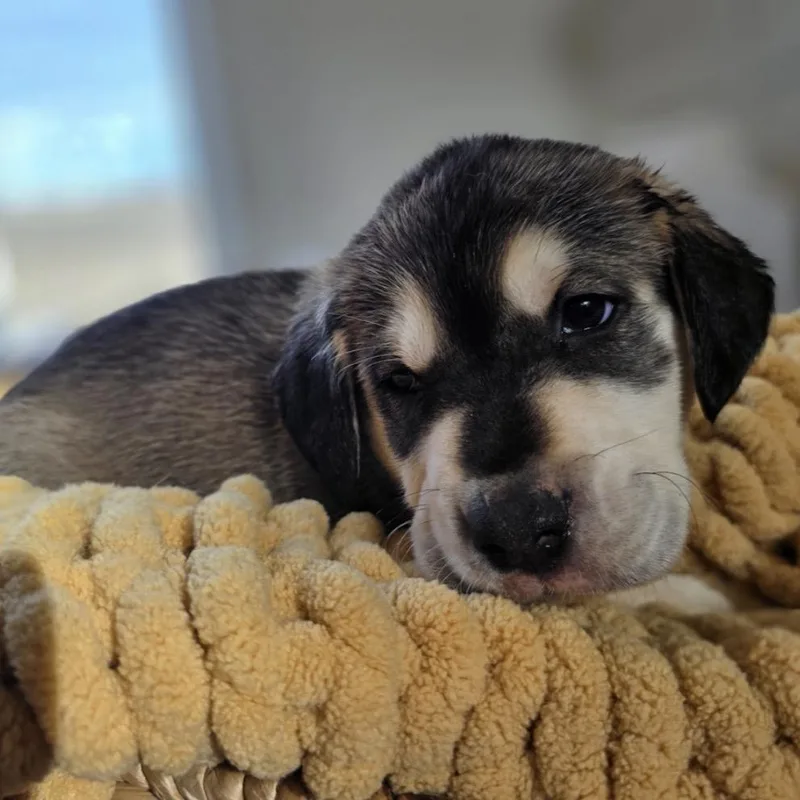 Hawthorne thumbnail 4