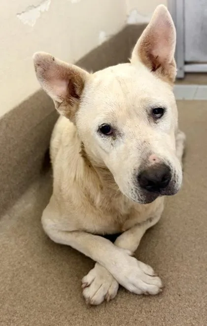 An adult large-sized female Mixed Breed dog named Equate for adoption in Chamblee, GA