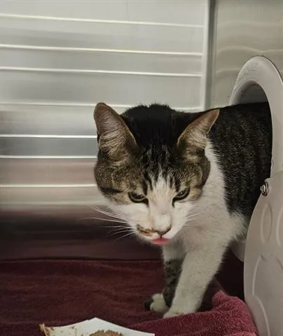 A young large-sized male Domestic Short Hair cat named A for adoption in San Martin, CA