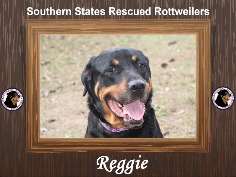 Reggie thumbnail 2